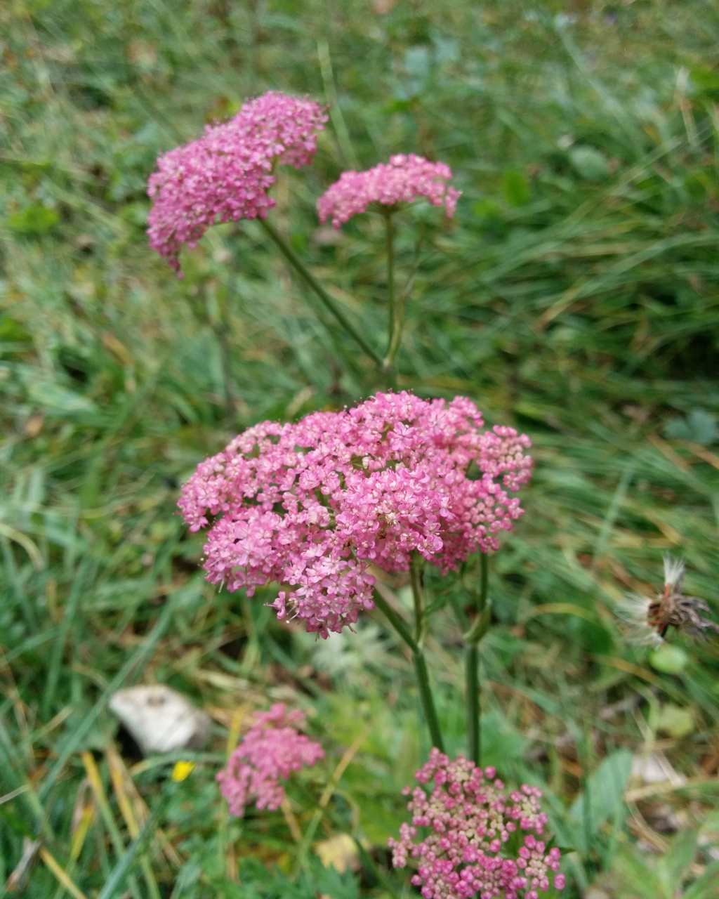 Pimpinella major